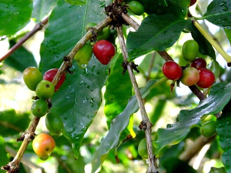 Coffea Arabica